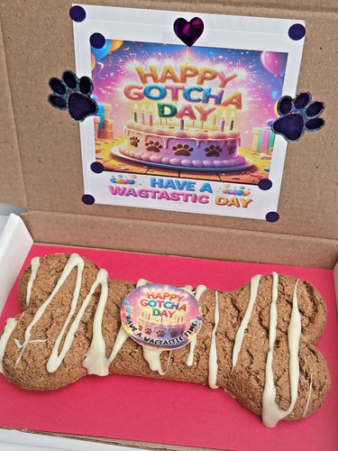 Dog gotcha day big - day,