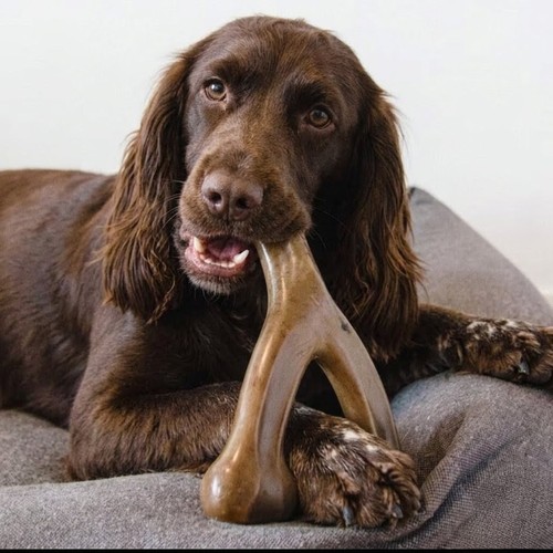 Indestructible dog chew bone - dog,